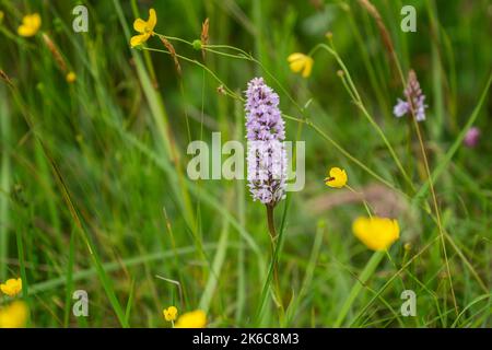 The IPCC has recorded many plant species in the Bog of Allen, Heather, orchids, sundews, sedges and cranberries are among the plant life present. Stock Photo