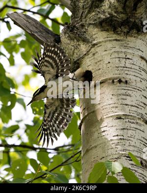 Woodpecker flying out of its bird nest home with spread wings with blur background in its environment and habitat. Woodpecker Hairy Image. Picture. Stock Photo