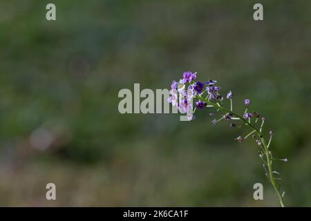 Purple and white alyssum flower cluster isolated outside on a green bokeh background in autumn. Stock Photo