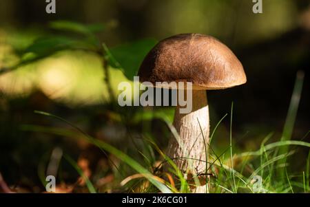 Close-up view of a magnificent Boletus reticulatus (or Boletus aestivalis), commonly known as the summer cep, growing in an undergrowth. Stock Photo