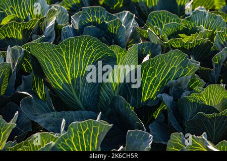 Yellow grain and leaf veins on cabbage against the light and sun in autumn, Germany Stock Photo