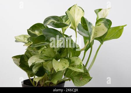 Manjula Pothos houseplant isolated on a white background Stock Photo