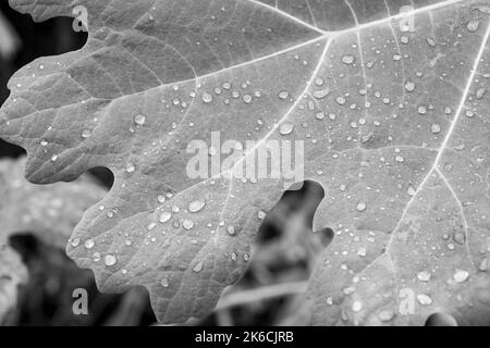 raindrops on the leaf from a fig tree a symbol of knowledge enlightenment passion and fertility in black and white Stock Photo