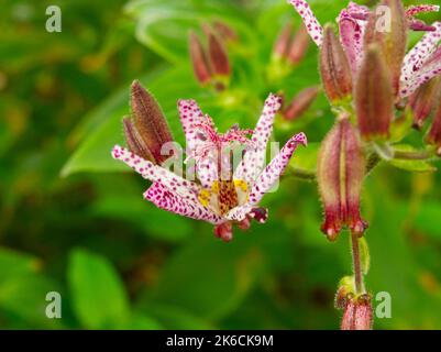 Japanese Toad lily flower Stock Photo