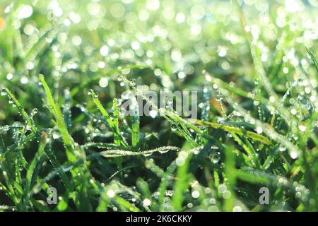 background of dew drops on bright green grass Stock Photo