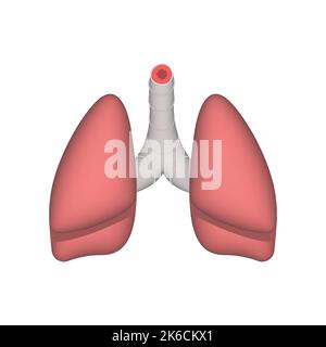 Human lungs anatomy structure. Realistic 3d vector illustration isolated on white background Stock Vector