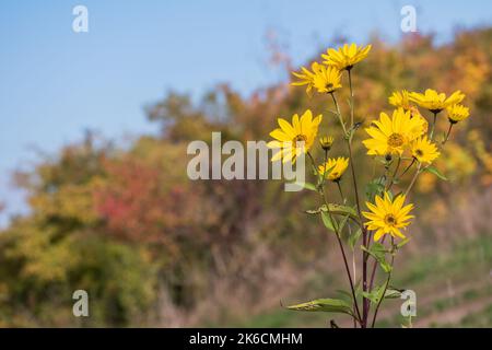 Jerusalem artichoke or topinambur flower on the meadow with copy space for text. Scientific name Helianthus tuberosus. In Europe it is invasive plant. Stock Photo