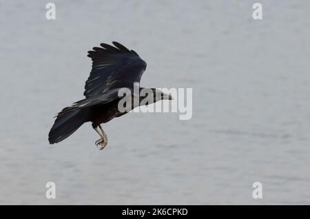 American Crow, Corvus brachyrhynchos, in flight Stock Photo