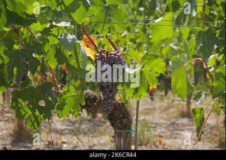 Bunch of blue grapes in a vineyard and backlit leaves Stock Photo