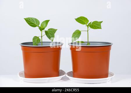 Growing peppers from seeds. Step 8 - the plant grows in a pot. Stock Photo