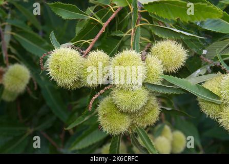 Cluster of spiky sheaths and leaves of Sweet chestnut Stock Photo