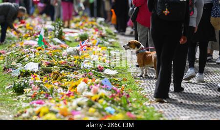 A dog looks on at the floral tributes to the late Queen in Green park London UK. Stock Photo