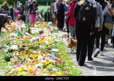 A dog looks on at the floral tributes to the late Queen in Green park London UK. Stock Photo