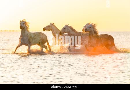 White horses running through water, The Camargue, France Stock Photo