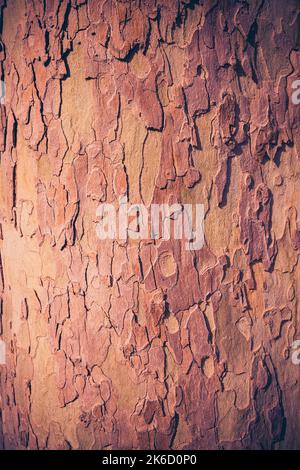 detail of red tree bark. Vertical image Stock Photo