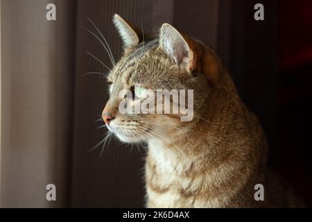 Photogenic, proud tabby cat with an alert and focused look. Stock Photo