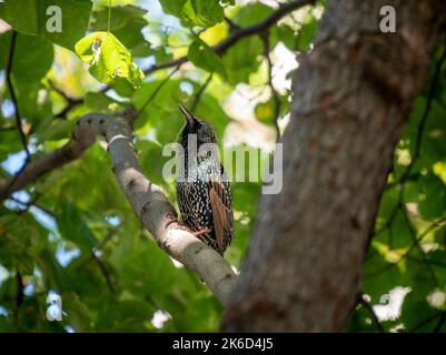 A European Starling seen in Bella Abzug Park in New York on Wednesday, October 12, 2022.  (© Richard B. Levine) Stock Photo