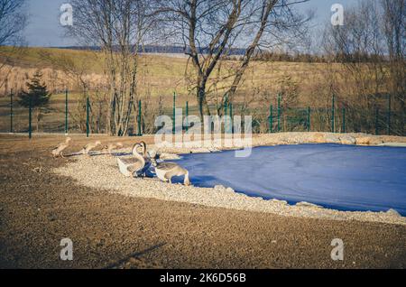 duck family near the frozen pond Stock Photo