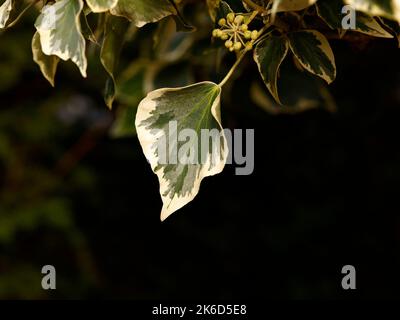 Close up of the perennial evergreen climbing variegated garden plant leaf of Hedera helix little diamond ivy. Stock Photo