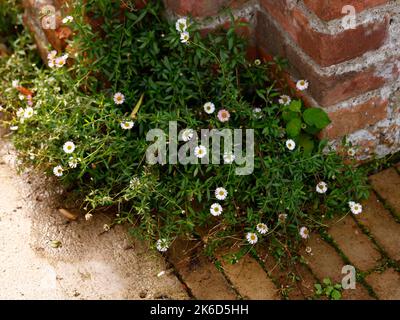 Close up of the perennial long flowering and easy to grow garden plant Erigeron karvinskianus with white daisy like flowers. Stock Photo