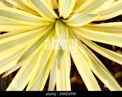Close up of the evergreen half-hardy ornamental leaves of garden plant Yucca gloriosa Bright Star Walbristar or Spanish dagger. Stock Photo
