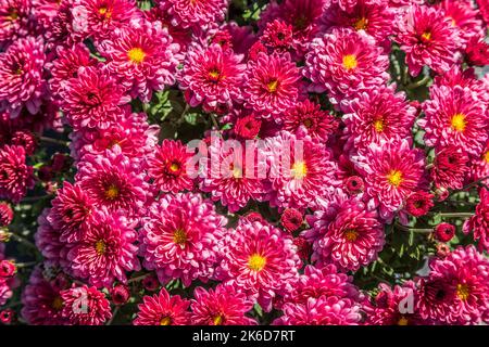 Fully opened mum plant with a few buds to bloom a vibrant bright red with yellow centers a closeup view on a sunny day in autumn Stock Photo