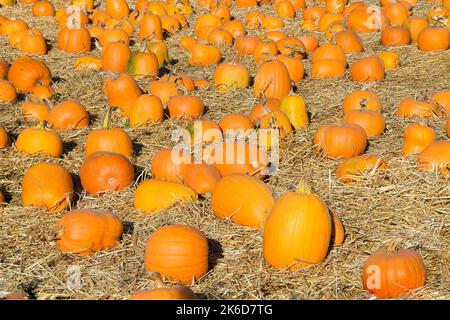 Large orange pumpkins arranged on straw for sale for halloween and thanksgiving holidays Stock Photo