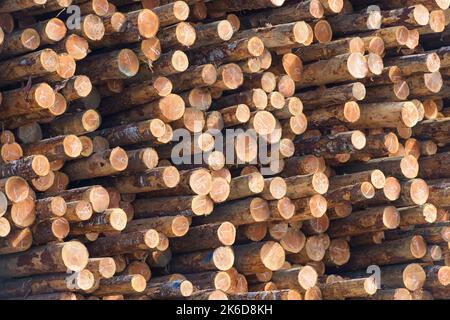 Closeup of numbered ends of cut logs stacked for processing in lumber yard Stock Photo