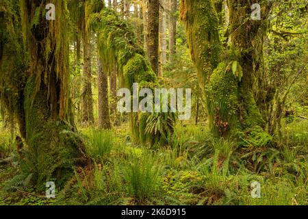 WA22257-00...WASHINGTON - Big Leaf Maples coated in moss and growing ferns along their limbs and trunks in the Quinault Rain Forest of Olympic NP. Stock Photo