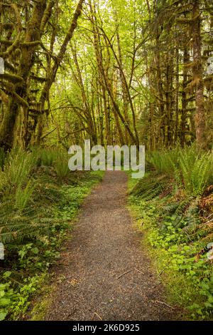 WA22260-00...WASHINGTON - Forest floor covered with Western Sword ferns and moss covered trees above in the Quinault Rain Forest of Olympic National P Stock Photo