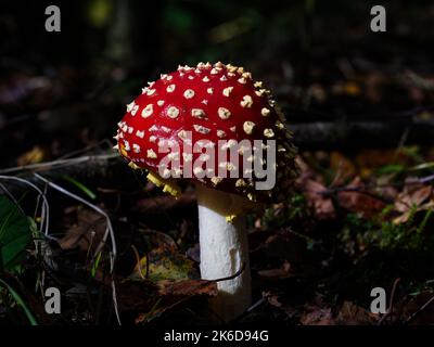 Fly Agaric Amanita muscaria fungus in a autumn woodland setting. Stock Photo