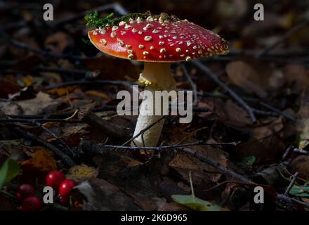 Fly Agaric Amanita muscaria fungus in a autumn woodland setting. Stock Photo