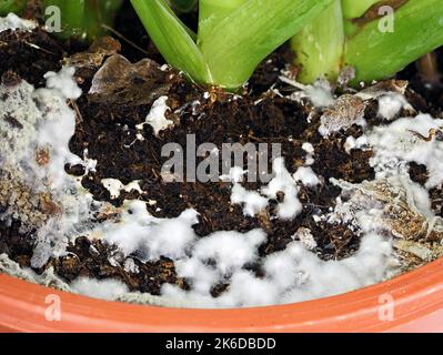 close up of white mold growing on soil in the flower pot, excessive watering and damp soil encourage mold growth Stock Photo