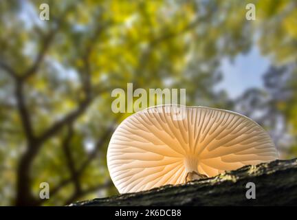 Porcelain fungus (Oudemansiella mucida) mushrooms growing on fallen tree trunk in forest in autumn / fall and showing gills at underside Stock Photo
