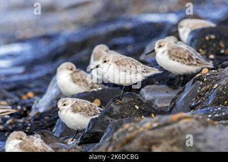 Flock of sanderlings (Calidris alba) in non-breeding plumage resting on the Brouwersdam in autumn / fall, Zeeland, the Netherlands Stock Photo