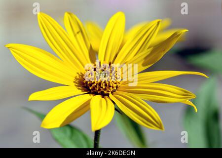 Jerusalem artichoke, sunroot, sunchoke, wild sunflower, Topinambur, Topinambour, Helianthus tuberosus, csicsóka, Hungary, Magyarország, Europe Stock Photo