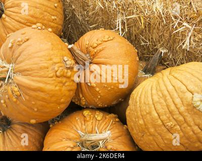 Close Up of Grizzly Bear Pumpkins Stock Photo