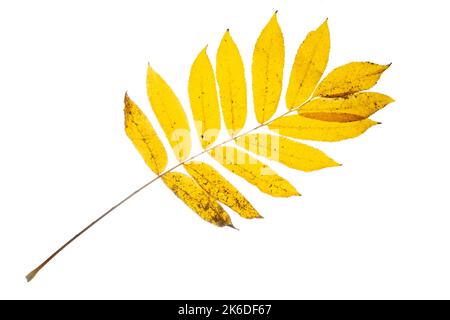 Yellow Ash leaves with stains isolated on a white. Stock Photo