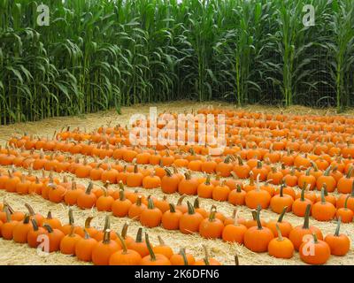 Pumpkins in Rows at Local Pumpkin Patch Stock Photo