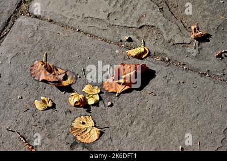 A few fallen leaves on stone paving Stock Photo