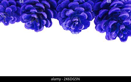 Pop art surreal style royal blue dry pine cones lined up on white background Stock Photo
