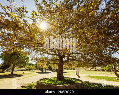 Wide angle shot of a lonely woman under huge maple tree with big branches litted with warm autumn sun beams through a yellow foliage in Monastery of A Stock Photo