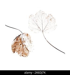 Close up of dried dry delicate skeleton leaves of the Maple tree. Stock Photo