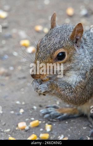 close up of eastern gray squirrel (Sciurus carolinensis) feeding on corn, Central Park, New York City, USA Stock Photo