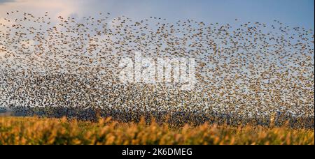 Murmuration of common starlings (Sturnus vulgaris) at Hasberg Sö, Toender, southern Jylland, Denmark in September. Stock Photo