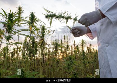 Scientist wearing white lab coat and protective blue gloves, holding small scissors and CBD hemp flower, close up shot. Stock Photo