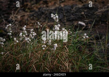 Flowering common cottongrass on an Irish bog. Stock Photo