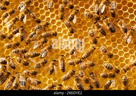Close up view of the working bees on honey cells Stock Photo
