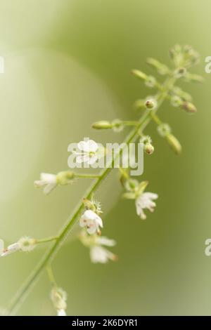 Delicate flowers of the enchanters nightshade make up the flower spike at Nutcombe Bottom near to Dunster, West Somerset Stock Photo