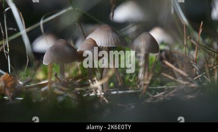 closeup of group of gray thin mushrooms on the forest ground surrounded by moss Stock Photo